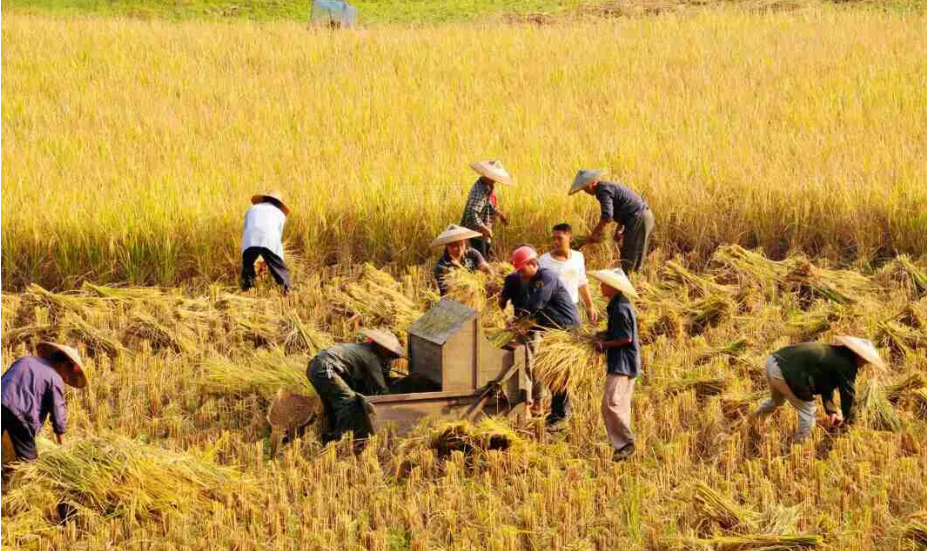 切实抓好“三秋”生产让中原大粮仓更加充盈