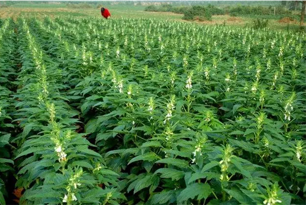 平舆县：芝麻种植户的三个收益