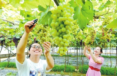 “来孟津耍吧、回孟津干吧”——这里三季有花、四季有果