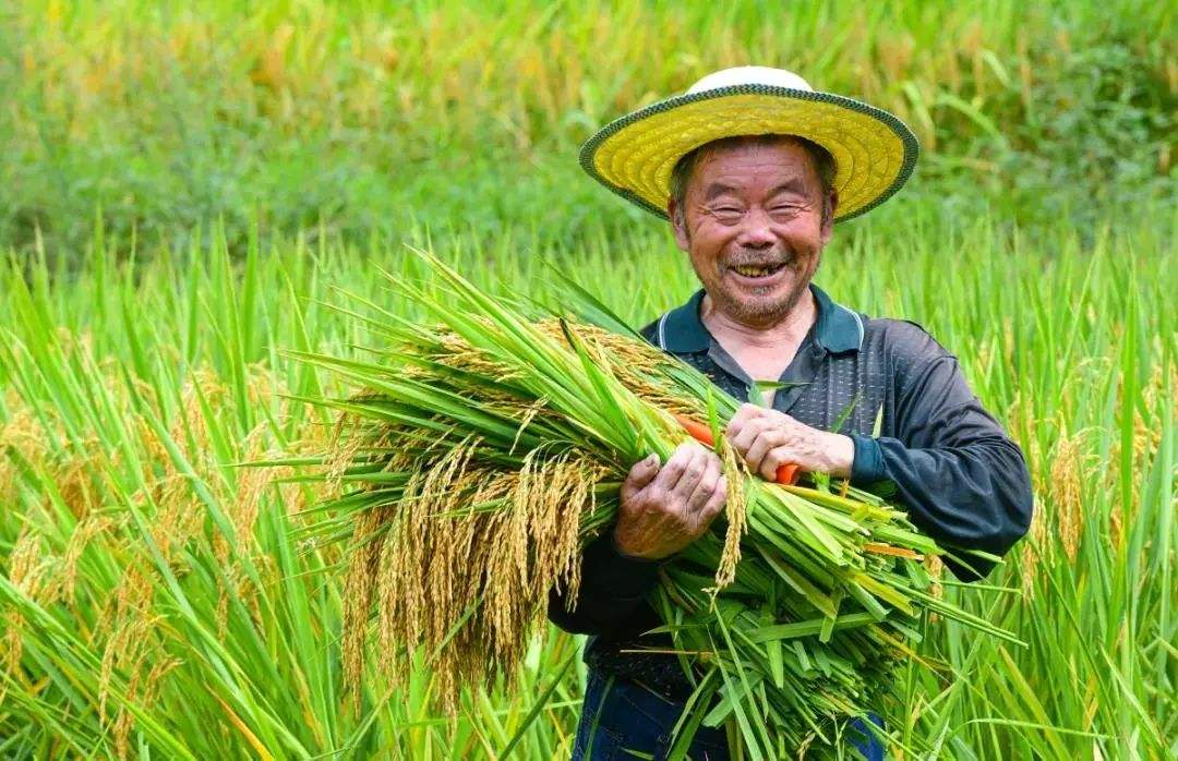 走中原 看三秋丨一稻收两季 一亩产吨粮