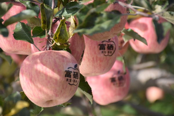 灵宝市苏村乡：好山好水出好“果” 红苹果成致富“金果果”