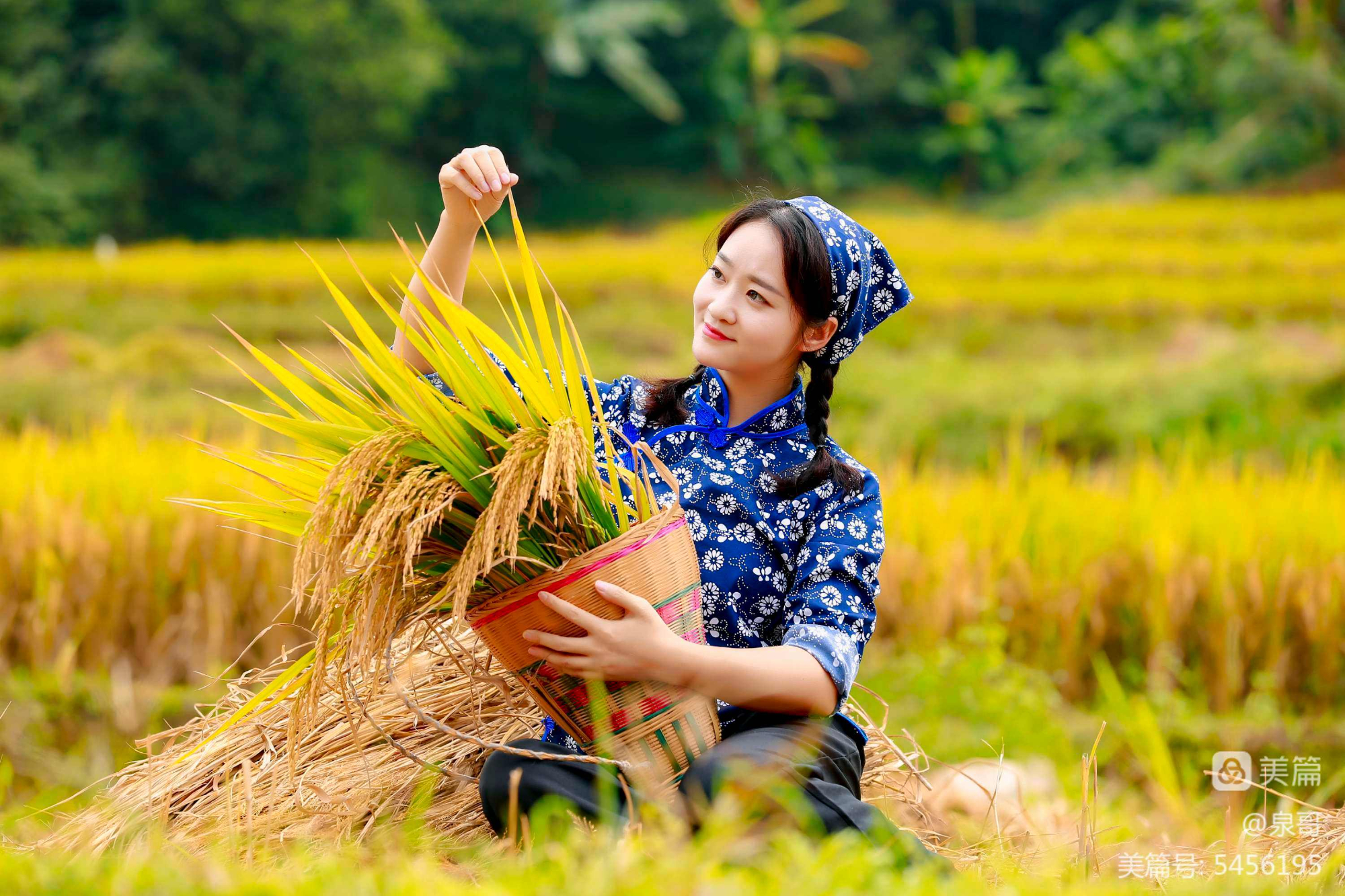 走中原 看三秋丨旱地改水田 万亩稻花香