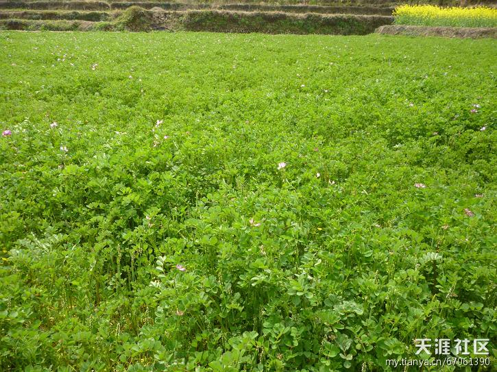 这里田地为啥忙种草