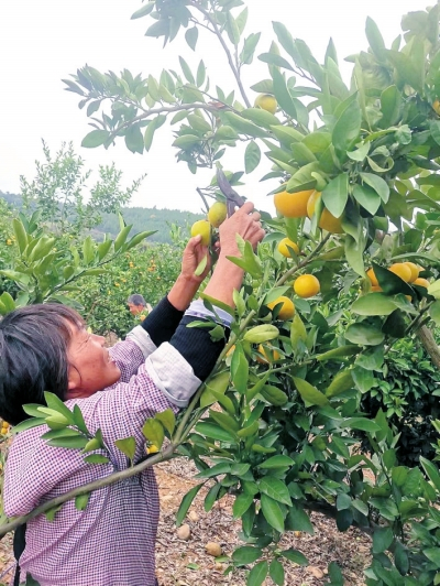 河南各地多措并举，形成产销链条，让滞销菜变“暖心菜”