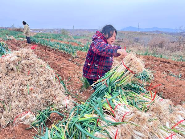 嵩县大葱滞销后 洛阳市县两级齐出手助菜农解卖难