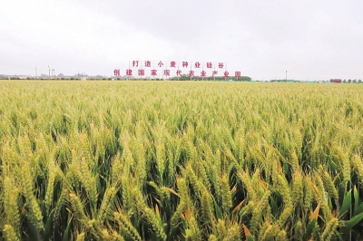 扛稳粮食安全重任 河南下一步该如何发力？