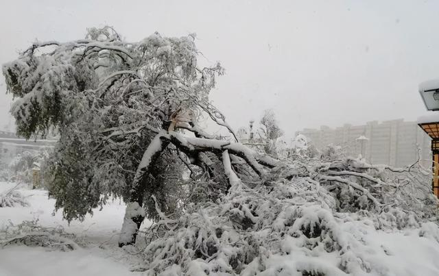 河南省低温雨雪冰冻灾害应急指挥部、省减灾委召开视频调度会，研究低温雨雪冰冻灾害应对工作