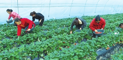 鲜蔬供香港 有菜从郑去——来自新郑市梨河镇供港蔬菜基地的一线见闻