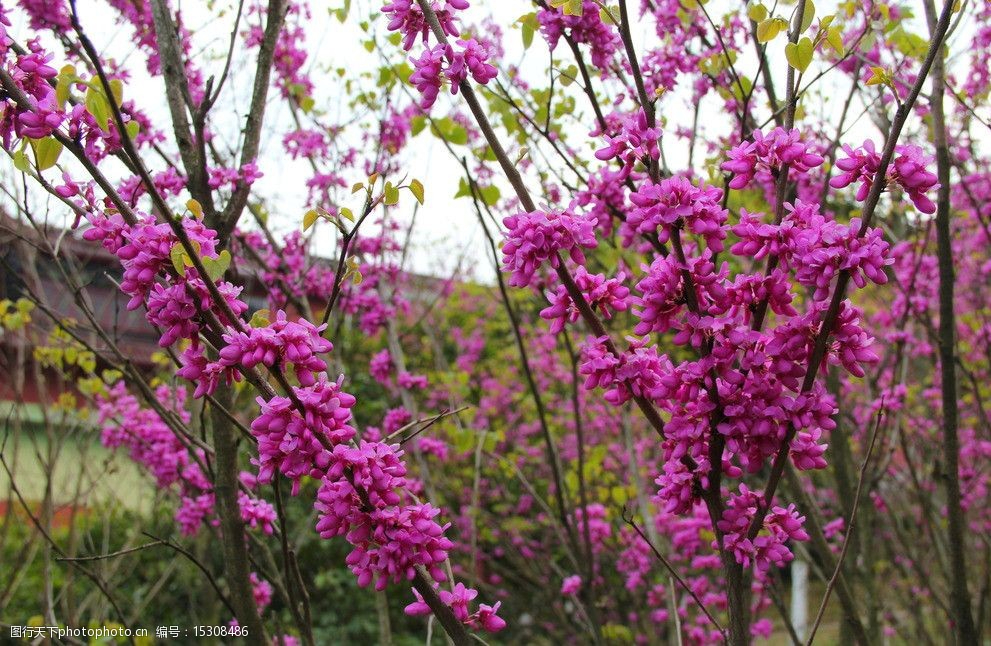 鄢陵巨紫荆“花开”神州大地 树种推广到20多个省(市)