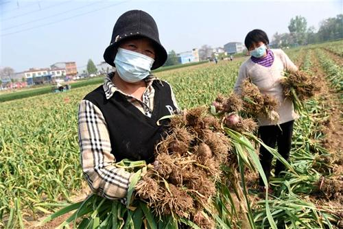 探访河南名特优新土特产丨时隔23年，再次赴京推介 杞县大蒜北京借“网”传品牌