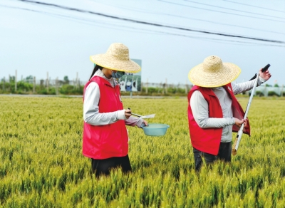 为探索中低产田改良途径，新乡花生科技小院常年和土壤打交道