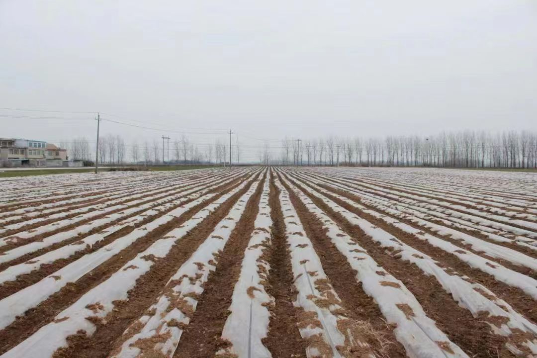 新野沙堰镇：小小土豆映出产业兴旺别样画卷