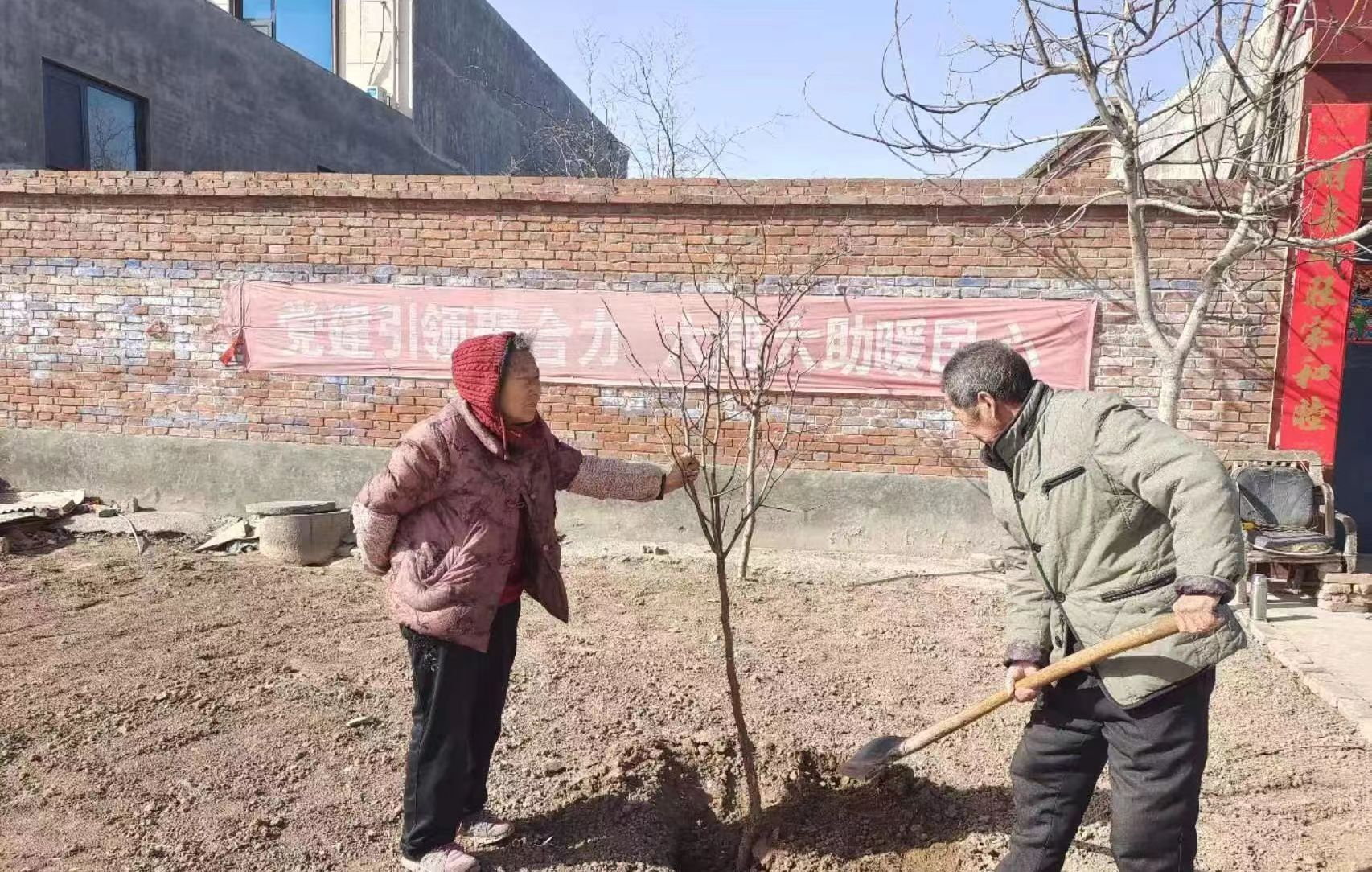 修武县王屯乡：门前双枣树 增收有门路