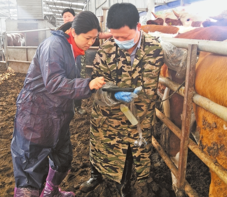 南阳市赵昭让牛产业越来越“牛