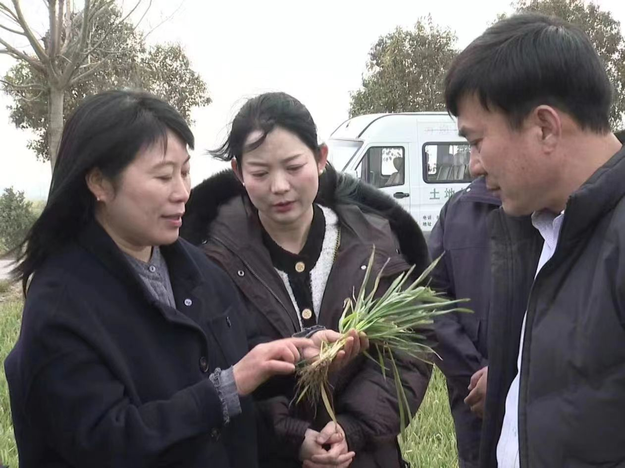 禹州市：农技直播进麦田