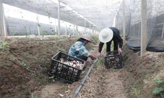 河南叶县：瓜蒌套种赤松茸“一地双收”效益增