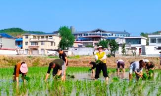 河南鲁山县：初夏水稻种植忙 田园生活美如画